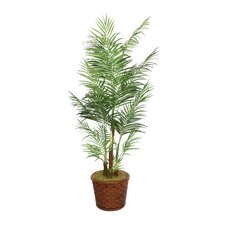 Tall Areca Palm Tree in Planter